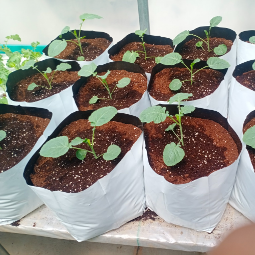 EMW Grow Vegetable Bags